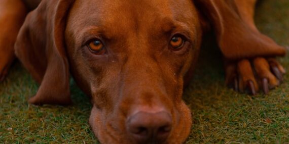 Photo Dog breed